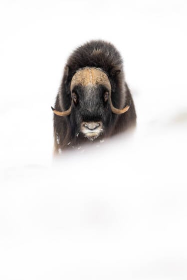 Wildlife photographs by Lara Jackson for Nikon magazine's two articles interviewing Lara. For magazine only.