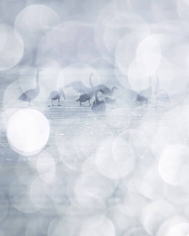 Eeva Mäkinen SIDD assets for Nikon's The Human Prompt