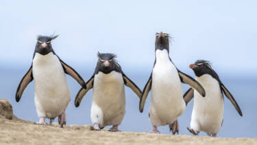 Nikon Comedy Wildlife Awards 2024
