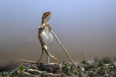 Nikon Comedy Wildlife Awards 2024
