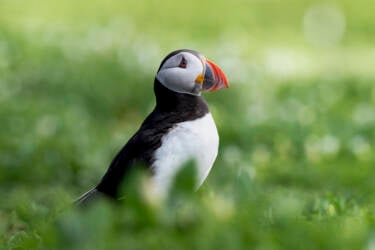 Nikon Magazine - How to get started as a wildlife photographer